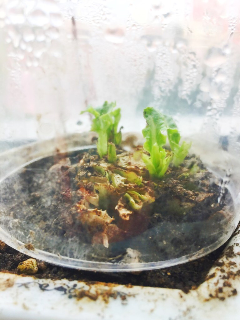 Evde bitki yetiştirmek