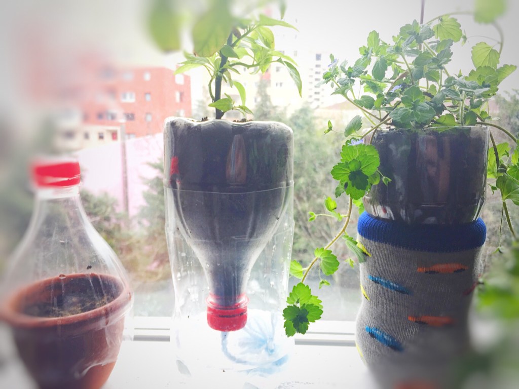 Evde bitki yetiştirmek