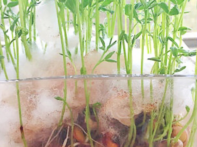 Evde yeşil-mercimek filizi yetiştirmek