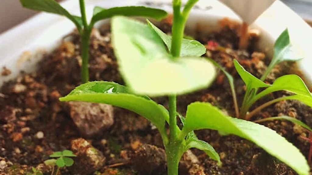 Limon yetiştirmek, Doğa isimleri