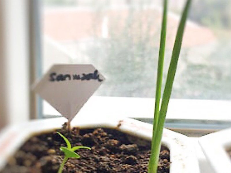 Taze sarımsak yetiştirmek